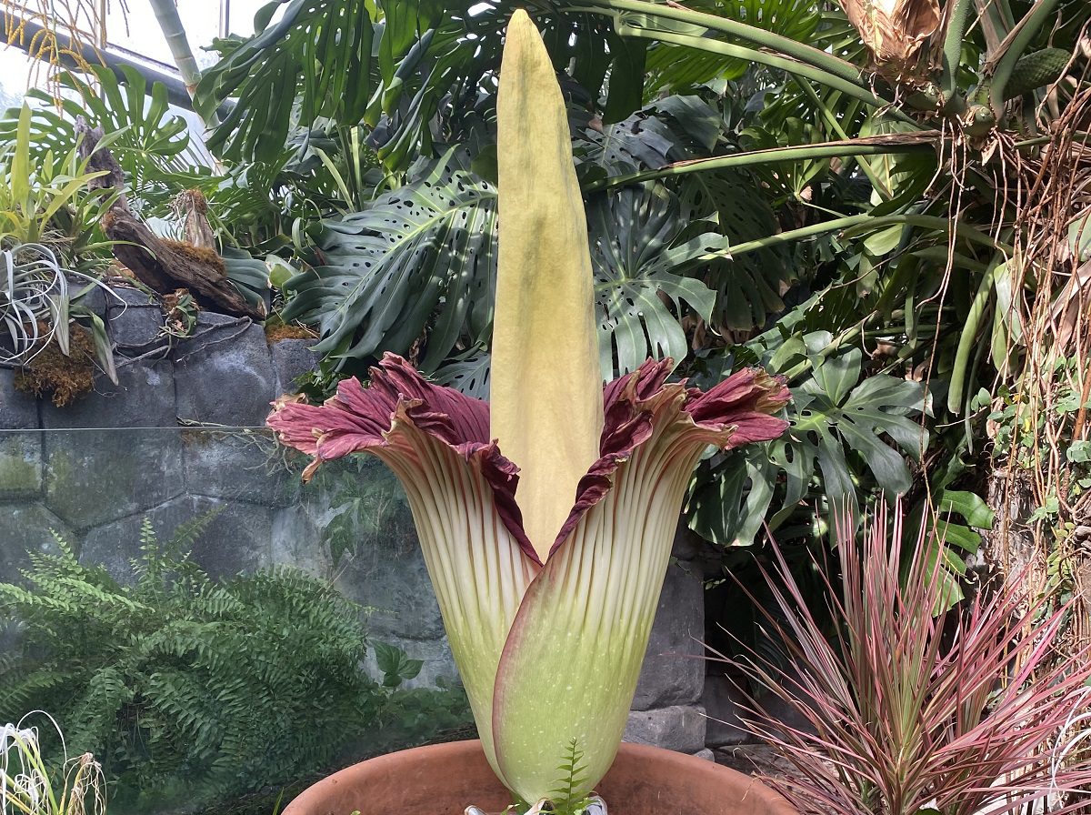 Corpse flower blooming