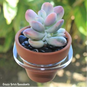 Small clear acrylic suction cup plant pot holder