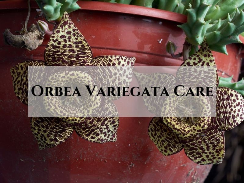 Starfish Plant (Carrion Plant) – Orbea Variegata Care