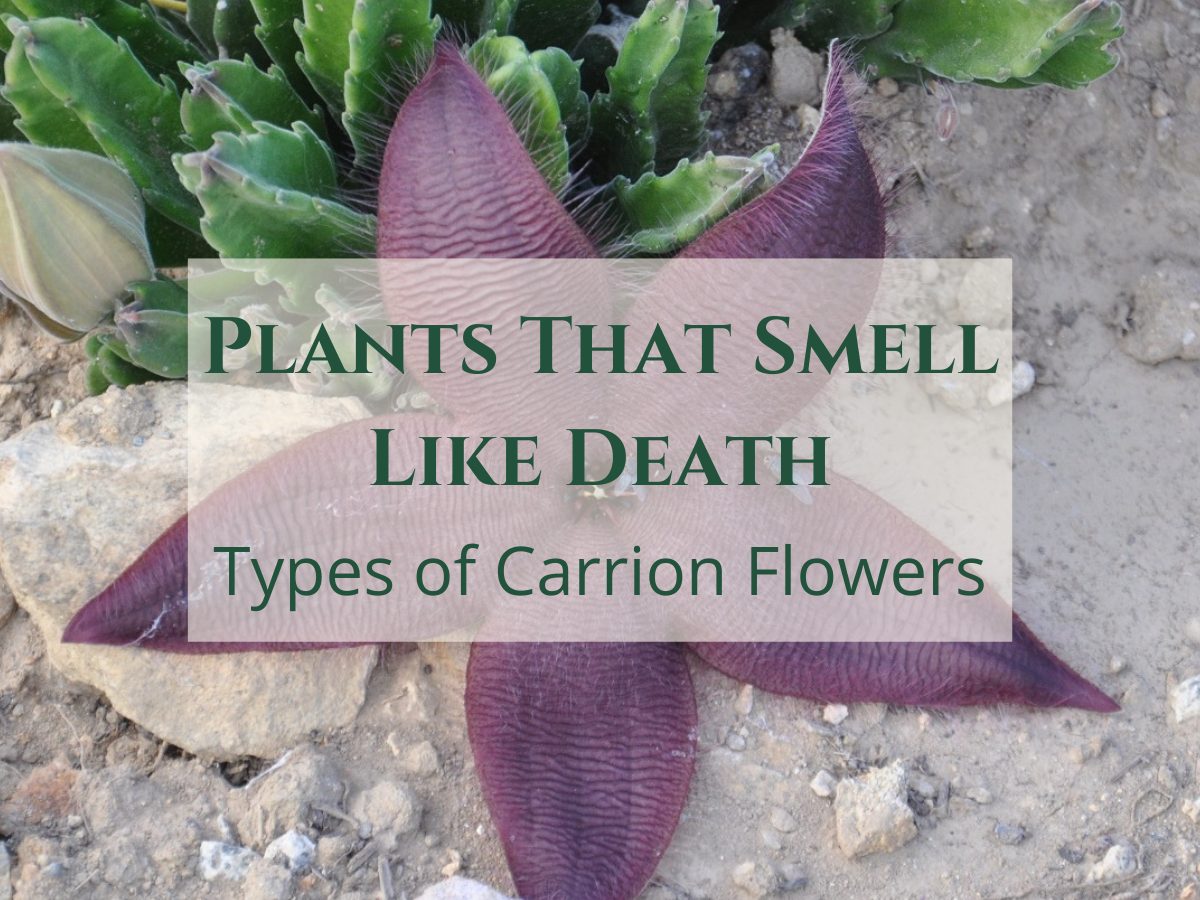 Plants That Smell Like Death – Stinking Corpse Lily, Starfish Cactus + More!