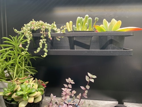 Black magnetic IKEA greenhouse shelves with succulents under a grow light